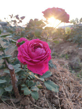 月季花