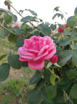 月季花