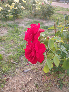 月季花