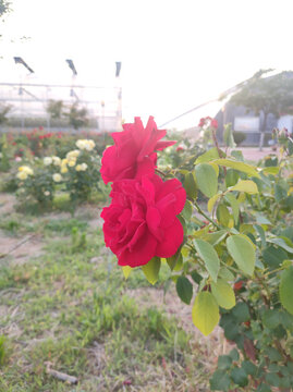 月季花