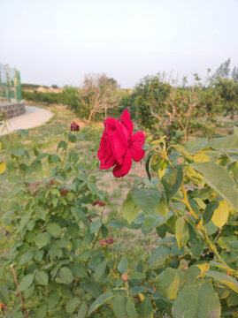 月季花