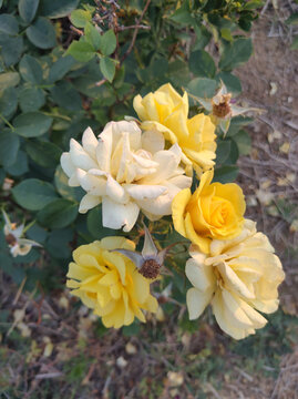 月季花