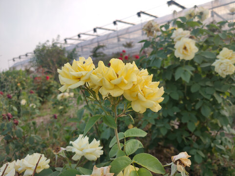 月季花