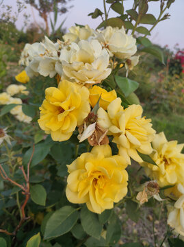 月季花开