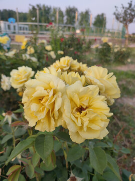 黄色月季花