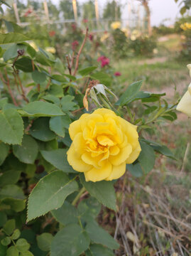月季花