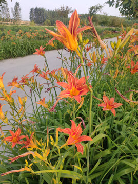 百合花