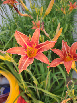 百合花
