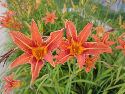 百合花