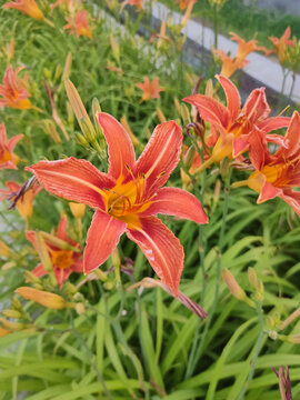 百合花