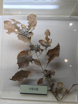 少花马蓝标本