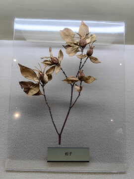 栀子花标本