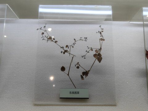 东南莤草标本