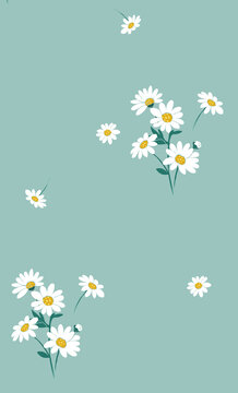 雏菊