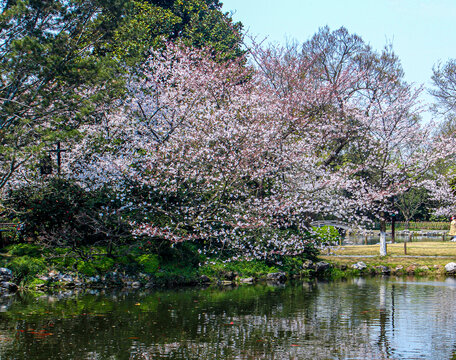 东京樱花