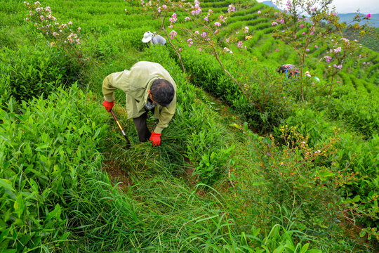 茶园除草