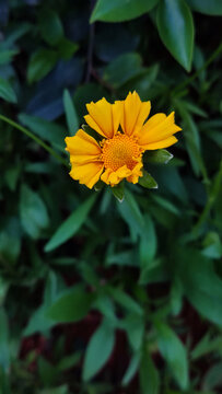 小黄花