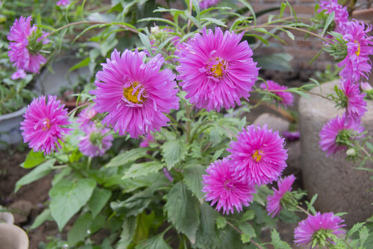 菊花