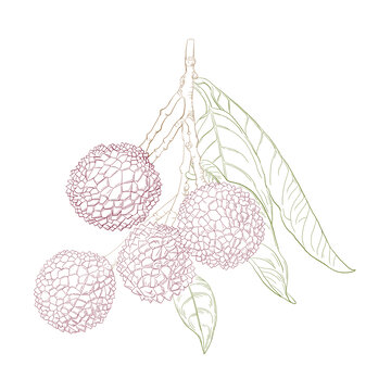 荔枝