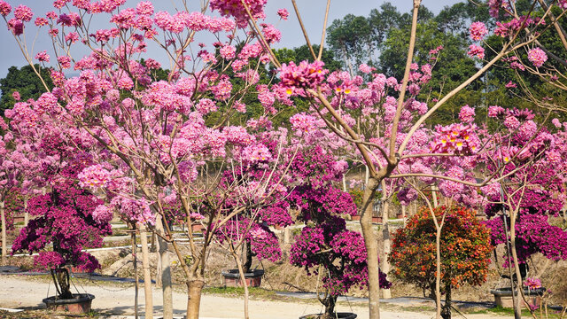 紫花风铃花海