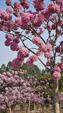 紫花风铃木