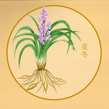 中华草药手绘麦冬