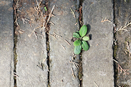 地上的小草