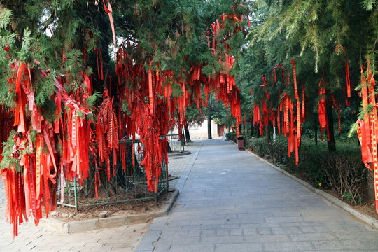 景区祈福树
