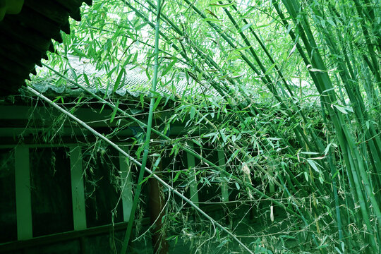 绿竹掩映