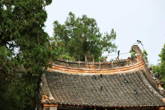 喜鹊登枝
