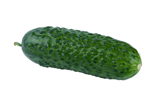 玛莎黄瓜
