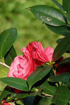 茶花装饰画素材