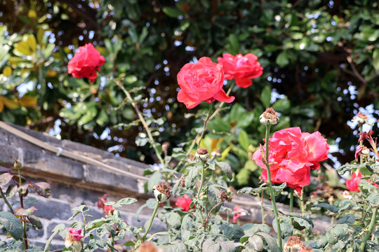 红色月季花