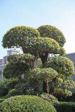 榆树造型