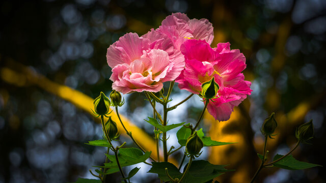 粉色芙蓉花