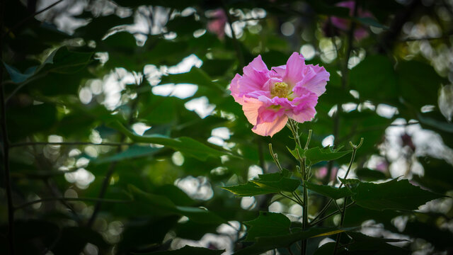 芙蓉花开