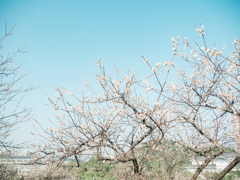 梅花开了