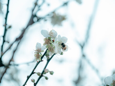 梅花开了