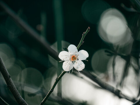 梅花开了