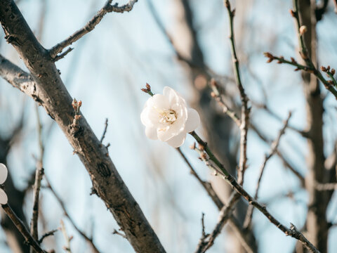 梅花开了