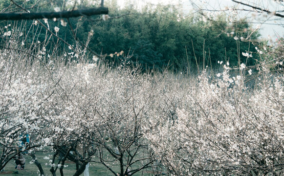 梅花开了