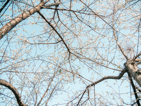 梅花开了
