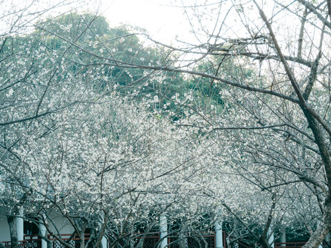 梅花开了