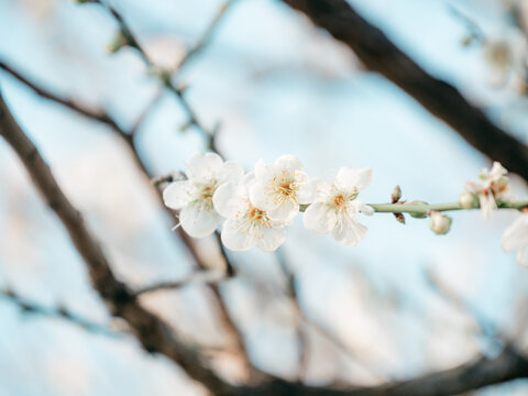梅花开了