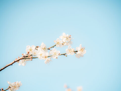 梅花开了