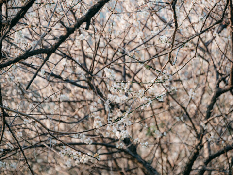 梅花开了
