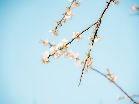 梅花开了