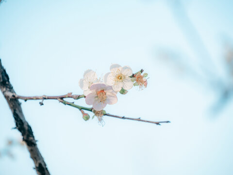 梅花开了