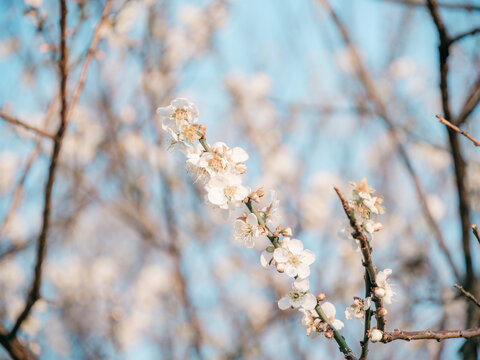 梅花开了