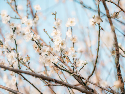 梅花开了